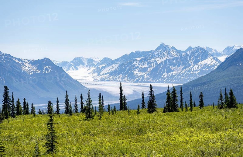 Taiga and tundra in front of mountain landscape with glaciers, Nelchina glaciers and glaciated mountain peaks, Glenn Highway, Alaska, USA