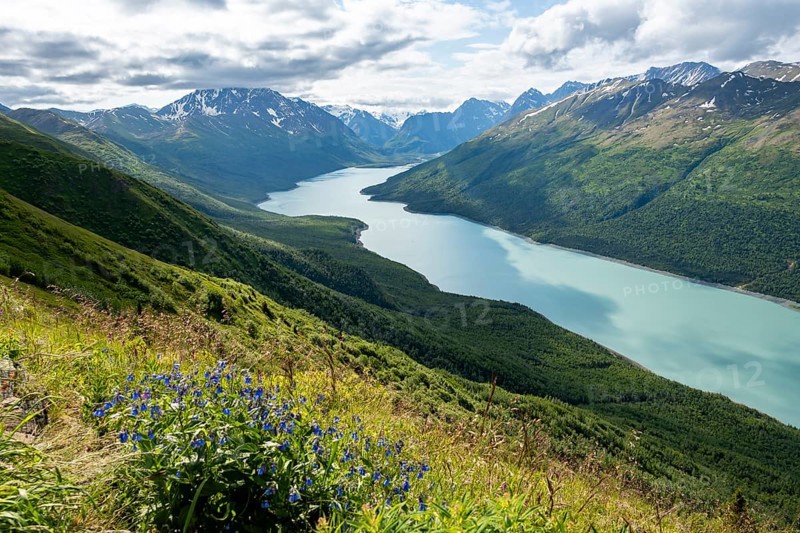 View of blue lake and mountains on Twin Peaks Trail, with flower meadow, Eklutna Lake, Chugach Mountains, Chugach State Park, Alaska, USA
