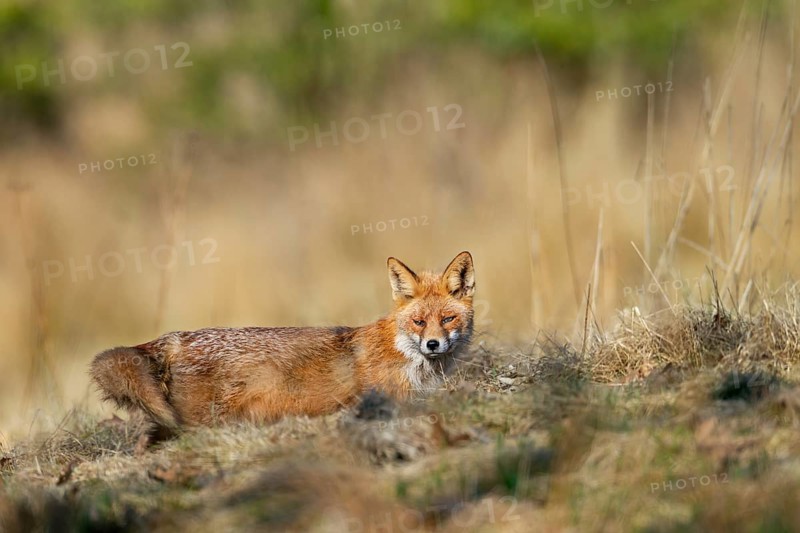 A red fox (Vulpes vulpes) in front of its den, rearing its young, spring, Germany