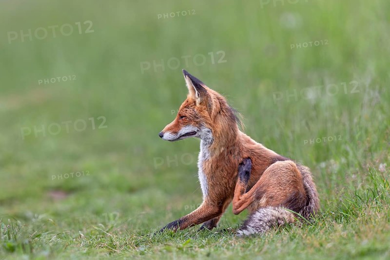 A red fox (Vulpes vulpes) scratching itself, grooming, Slovakia