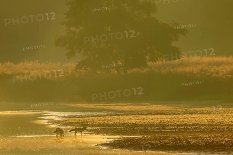 Red fox pheasant (Vulpes vulpes) with her almost adult pups in the most beautiful morning light on a pond shore, rearing young, independence, Germany