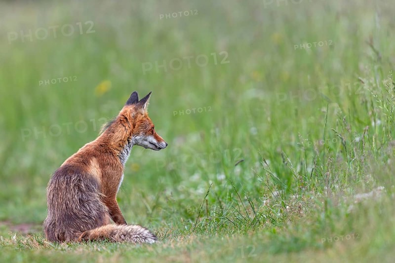 A red fox (Vulpes vulpes) in Slovakia, young rearing, early summer, hunting, care, Slovakia