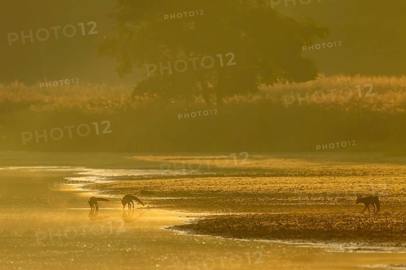 Red fox pheasant (Vulpes vulpes) with her almost adult pups at a pond, rearing young, independence, Germany