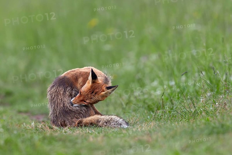 Red fox pheasant (Vulpes vulpes) grooming, Slovakia