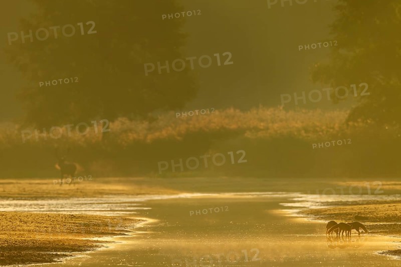Red fox pheasant (Vulpes vulpes) with this year's pups at a pond, in the background a red deer moves into the reed belt, rearing young, independence, Germany