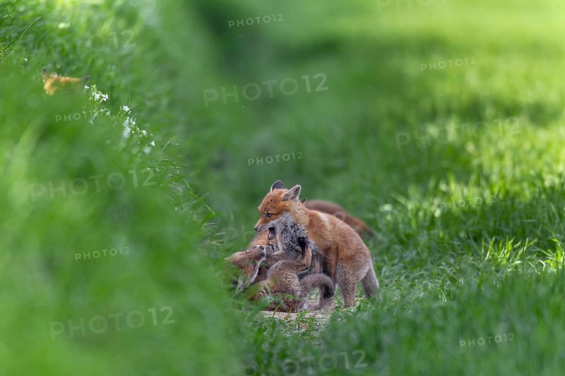 Red fox cubs (Vulpes vulpes) playfully fighting in front of the den, rearing cubs, early summer, Germany