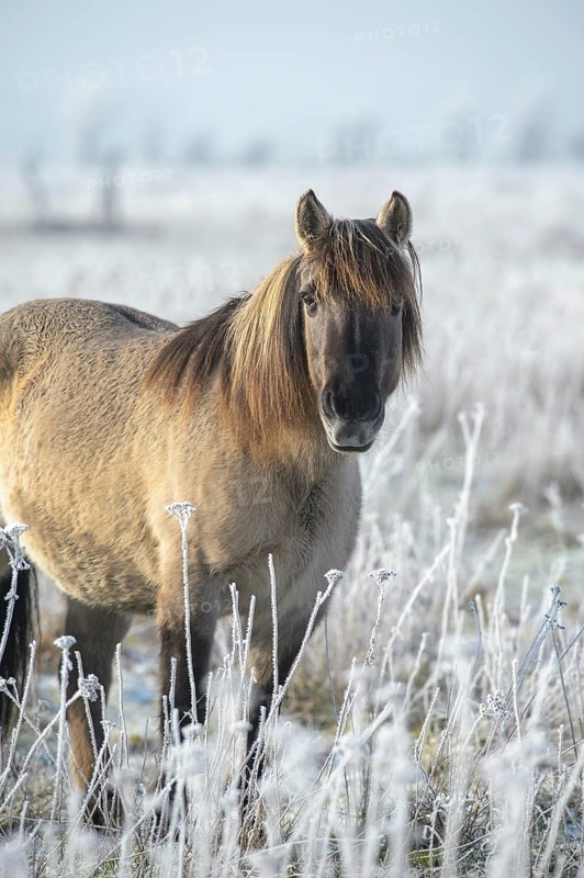 Konik, Konik horse, Konik pony (Equus caballus gemelli), winter with hoarfrost, landscape conservation in a nature reserve, grazing project, nature conservation, grassland conservation, Lower Saxony, Germany