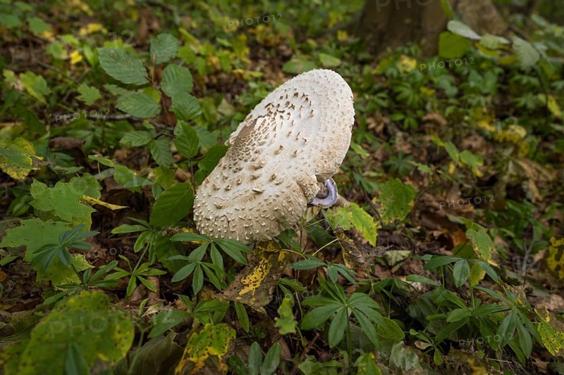 Common giant umbrella on forest floor, parasol mushroom, Granitz Nature Reserve, Southeast Rügen Biosphere Reserve, Rügen Island, Mecklenburg-Western Pomerania, Germany