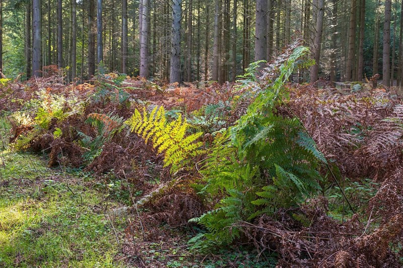 Forest soil with green and brown fern, Granitz Nature Reserve, Southeast Rügen Biosphere Reserve, Rügen Island, Mecklenburg-Western Pomerania, Germany