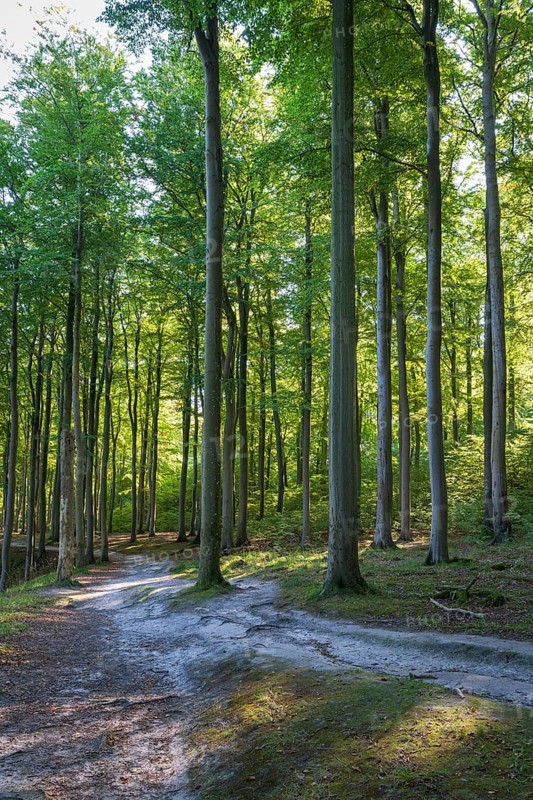 Trail through beech forest, Granitz Nature Reserve, Southeast Rügen Biosphere Reserve, Rügen Island, Mecklenburg-Western Pomerania, Germany