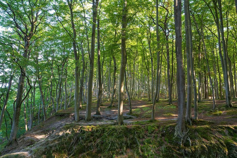 Beech Forest, Granitz Nature Reserve, Southeast Rügen Biosphere Reserve, Rügen Island, Mecklenburg-Western Pomerania, Germany