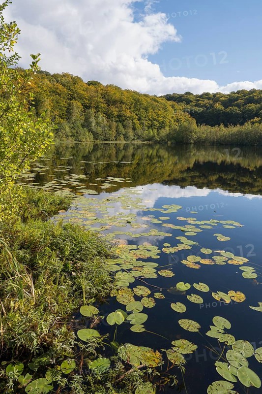 Schwarzer See, Kesselsee, pond-rose leaves, reflection, Granitz Nature Reserve, Southeast Rügen Biosphere Reserve, Rügen Island, Mecklenburg-Western Pomerania, Germany