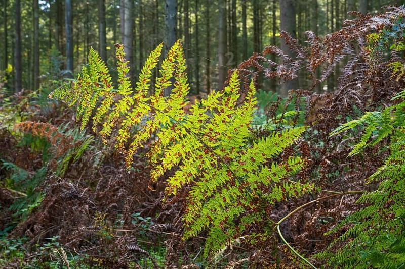 Single branch of fern in backlight, Granitz Nature Reserve, Southeast Rügen Biosphere Reserve, Rügen Island, Mecklenburg-Western Pomerania, Germany