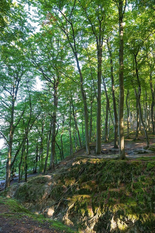 Beech Forest, Granitz Nature Reserve, Southeast Rügen Biosphere Reserve, Rügen Island, Mecklenburg-Western Pomerania, Germany