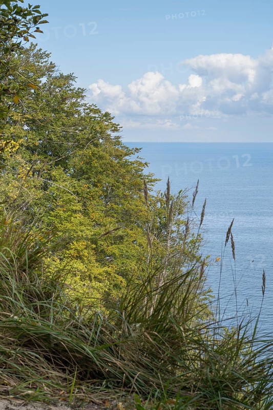 View of the Baltic Sea from steep bank, reed grass and deciduous trees, Granitz Nature Reserve, Southeast Rügen Biosphere Reserve, Rügen Island, Mecklenburg-Western Pomerania, Germany