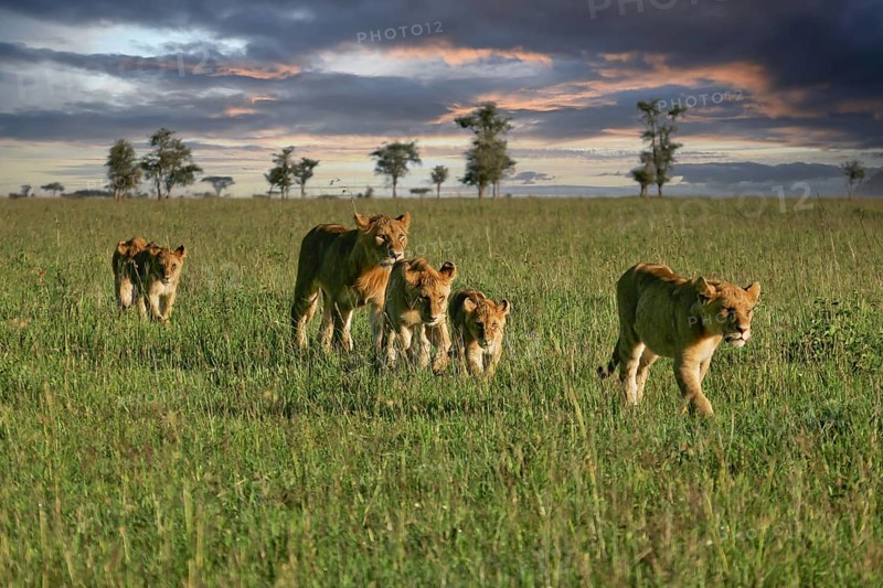 Lion (Panthera Leo), pride of lions with females and several cubs roaming the savannah in the evening light, Serengeti, Tanzania
