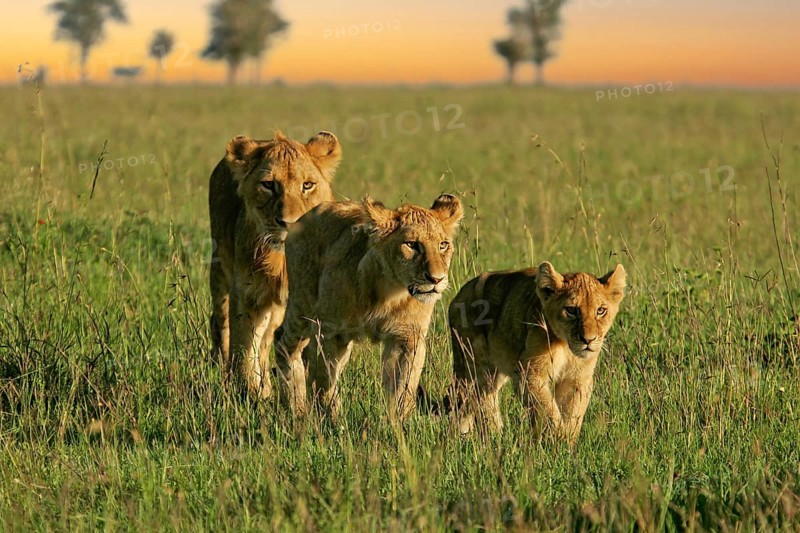 Lion (Panthera leo), close-up, female and two cubs walking one behind the other through the savannah in the evening light, Serengeti, Tanzania