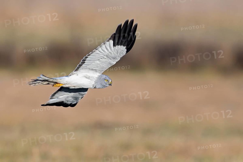 Hen harrier (Circus cyaneus), close-up, grey male flying with outstretched wings in a hunting flight over a meadow, Brandenburg, Germany