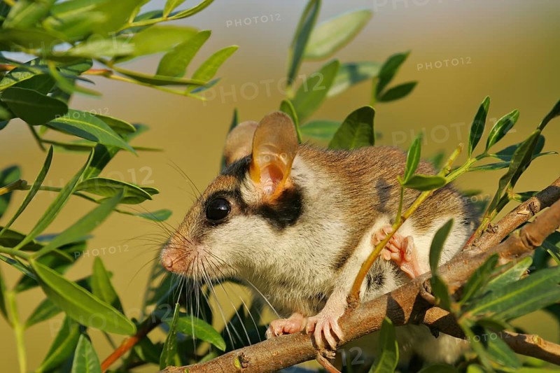 Garden dormouse (Eliomys quercinus), close-up, adult sits in a cute pose in bushes and looks with big, black saucer eyes, Valencia, Spain