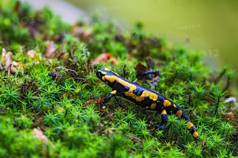 Fire salamander (Salamandra salamandra), close-up, running on the forest floor over a large area of green and moist star moss, Bavaria, Germany