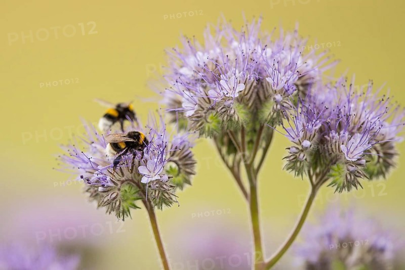 Ground bumblebee (Bombus terrestris), two animals sitting within a flowering area on a purple flower of tansy phacelia (Phacelia tanacetifolia) and collecting nectar in spring, Hesse, Germany