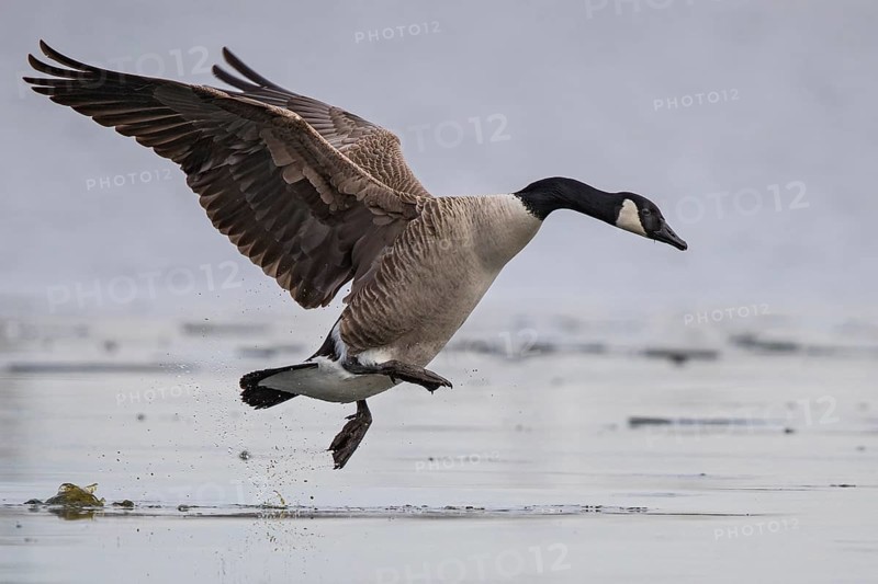 Canada goose (Branta canadensis), close-up, adult bird running with outstretched wings during take-off over the ice surface of a frozen lake, Baden-Württemberg, Germany