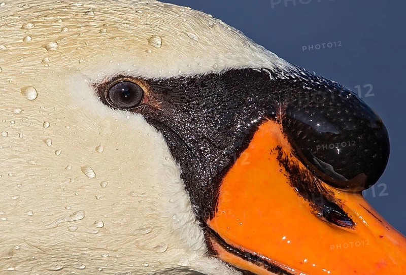 Mute swan (Cygnus olor), portrait and close-up of a male with a large hump on the orange beak and shiny pearls of water droplets on the face, Baden-Württemberg, Germany