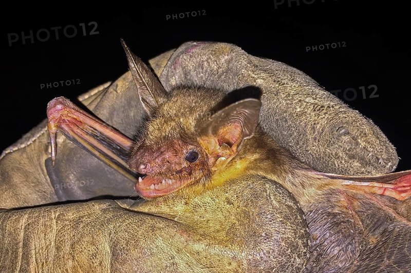 Greater mouse-eared bat (Myotis myotis), being held with open mouth and visible teeth as well as recognisable flight skin by a scientist and biologist wearing gloves as part of biological field research, Baden-Württemberg, Germany