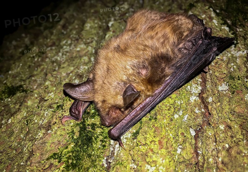 Greater mouse-eared bat (Myotis myotis), close-up, brown adult climbing on a tree trunk at night in the forest, Baden-Württemberg, Germany
