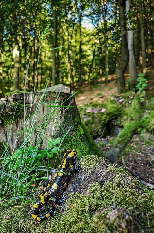 Fire salamander (Salamandra salamandra) sitting on a tree trunk and looking into a sunlit beech forest in the background, Spessart, Hesse