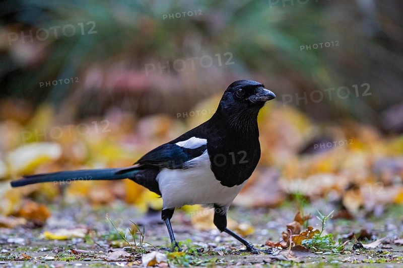 Magpie (Pica pica), adult bird foraging in colourful autumn leaves in Indian summer, Bavaria, Germany