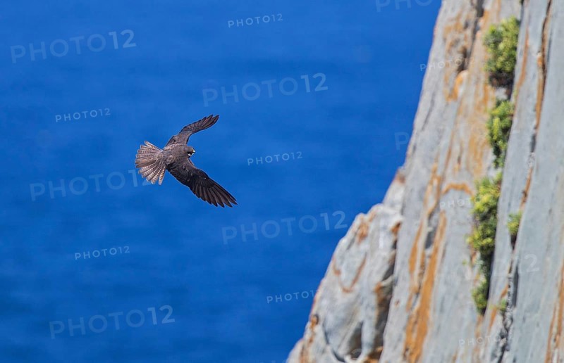 Eleonora's falcon (Falco eleonorae), male of the light-coloured morph flies acrobatically in front of the rocky coast at the breeding site, Isola San Pietro, Sardinia, Italy