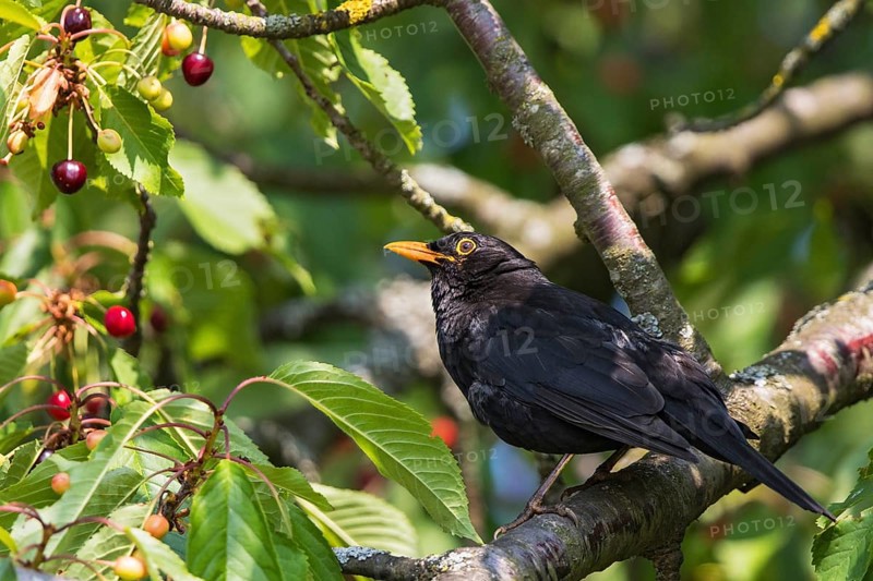 Blackbird (Turdus merula), close-up of a male sitting on a branch in a cherry tree with ripe and red cherries in the tree, Hesse, Germany
