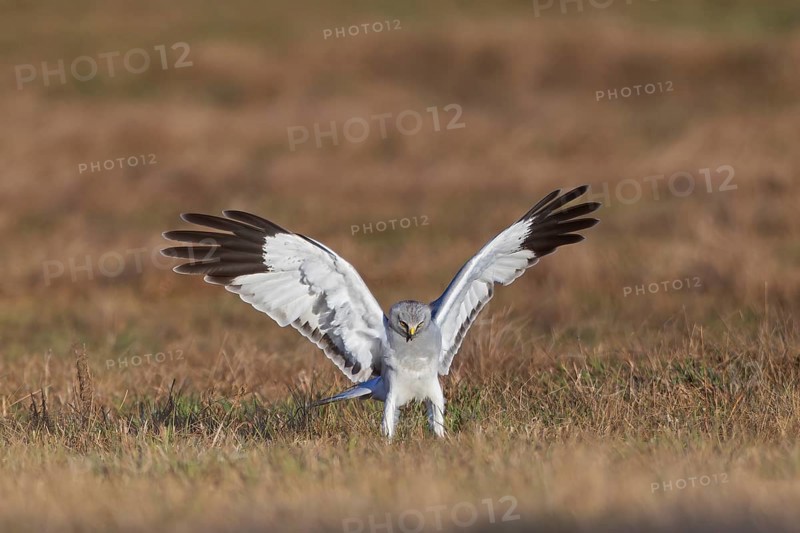 Hen harrier (Circus cyaneus), close-up, grey male lands with outstretched wings in a hunting flight in a meadow and tries to catch a mouse, Brandenburg, Germany