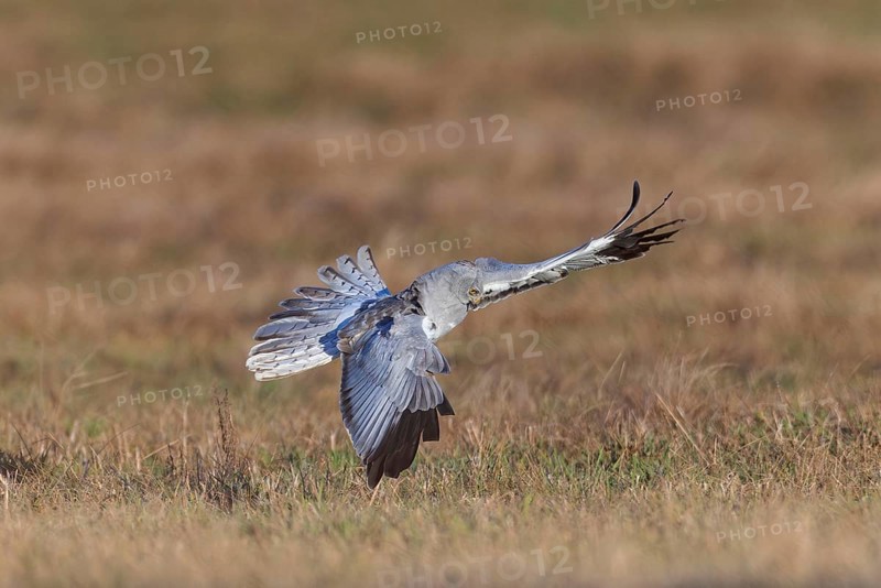 Hen harrier (Circus cyaneus), close-up, grey male flies with outstretched wings and erect tail feathers in a hunting flight over a meadow shortly in front of grabbing a mouse, Brandenburg, Germany