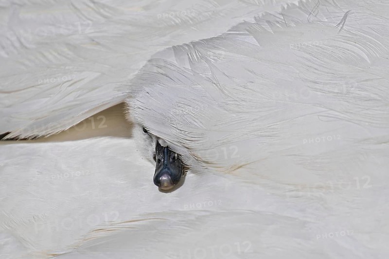 Mute swan (Cygnus olor), close-up, young bird sitting cosily in its mother's plumage and hiding under a white feather, Heidelberg, Baden-Württemberg, Germany