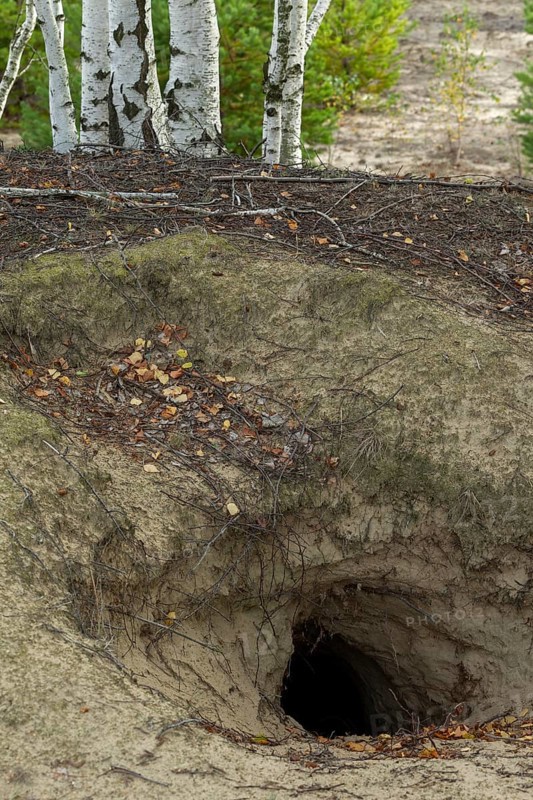 An abandoned wolf den (Canis lupus) in Saxony, Germany