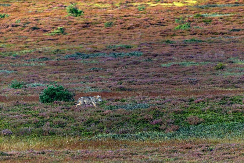 Similar to an old wolf (Canis lupus), the wolf pup moves purposefully across the autumn heath, heather, heather blossom, heathland, Denmark
