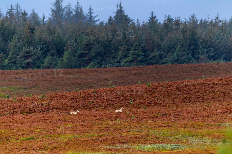 Wolf pups (Canis lupus) roaming a heathland, heather, heather blossom, Denmark