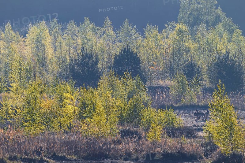 Wolves (Canis lupus) in the late morning in a birch forest, lignite, open-cast mine, Germany