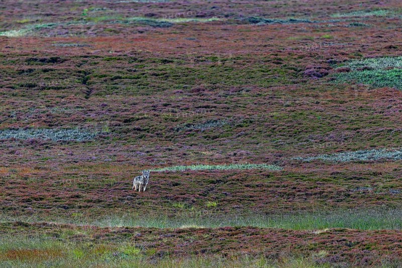 Almost unnoticed, the fourth wolf pup (Canis lupus) has approached and is watching me with interest, broom heather, heather blossom, heathland, Denmark