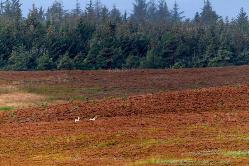 Wolf pups (Canis lupus) roaming a heath landscape in the first morning light, broom heather, heather blossom, Denmark