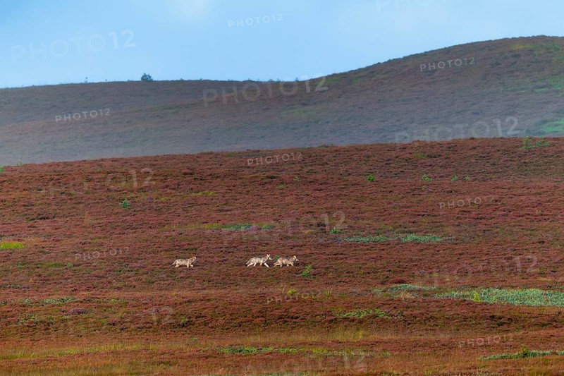The 3 wolf pups (Canis lupus) are still travelling together across the heath, in a few minutes a young wolf will turn off and wander over the hills in the background, broom heather, heather blossom, heath landscape, Denmark