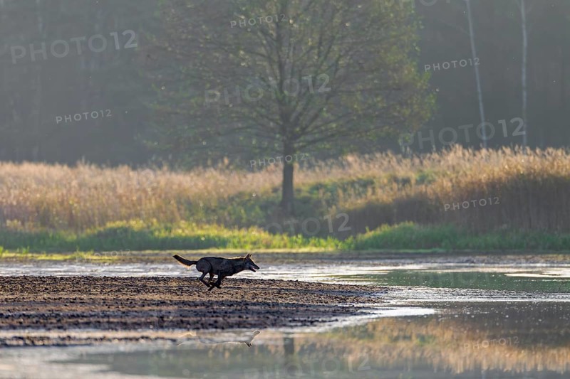 A few seconds after the red animal and calf have disappeared from view, a hunting wolf (Canis lupus) appears at high speed, hunting, pursuit, Germany