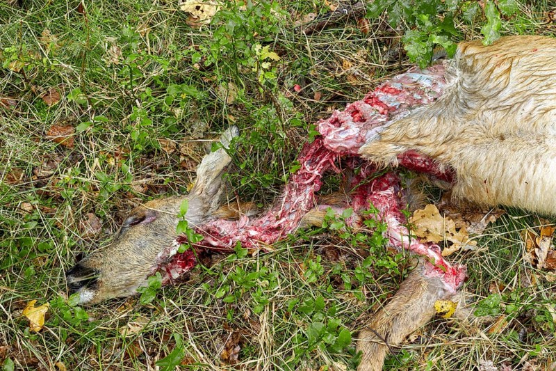 Close-up of a female roe deer (Capreolus capreolus) killed by a wolf (Canis lupus), dead, kill, victim, Germany