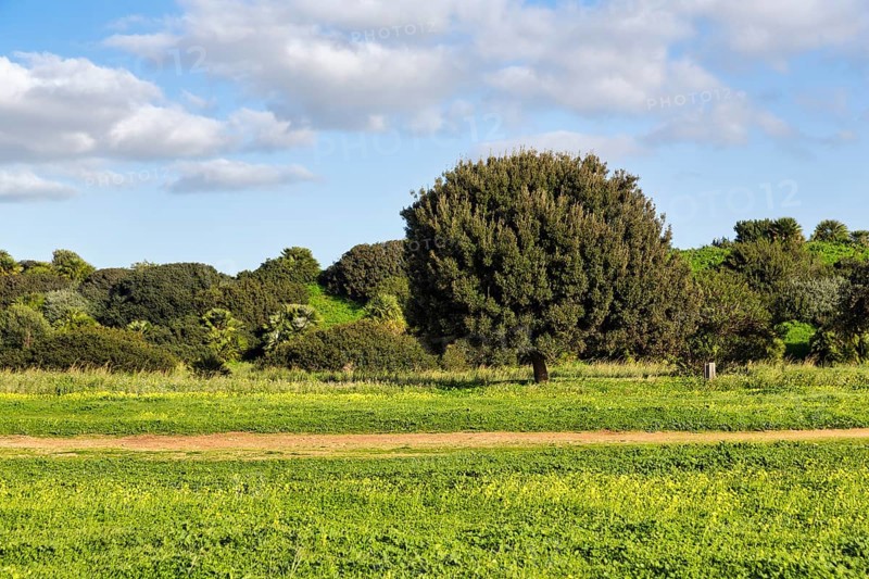 Rocky oak, Mediterranean landscape, Selinunte, Castelvetrano, Trapani, Sicily, Italy