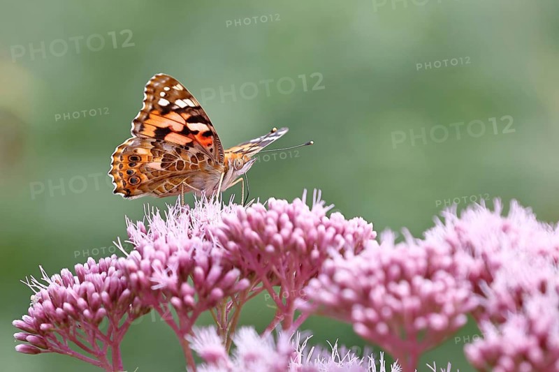 Thistle butterfly (Vanessa cardui) on a flower of Hemp agrimony (Asteraceae) on a forest path, close-up, Wilnsdorf, North Rhine-Westphalia, Germany