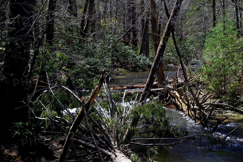 Dense forest with a clear river along Little River Road, Little River Road, Great Smoky Mountains, USA