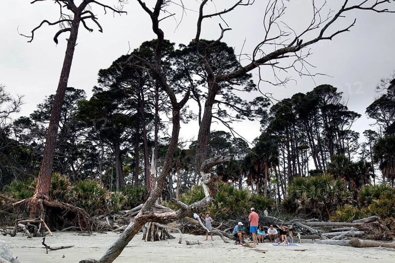 Driftwood and trees on a secluded sandy beach, Hunting Island, South Carolina, USA