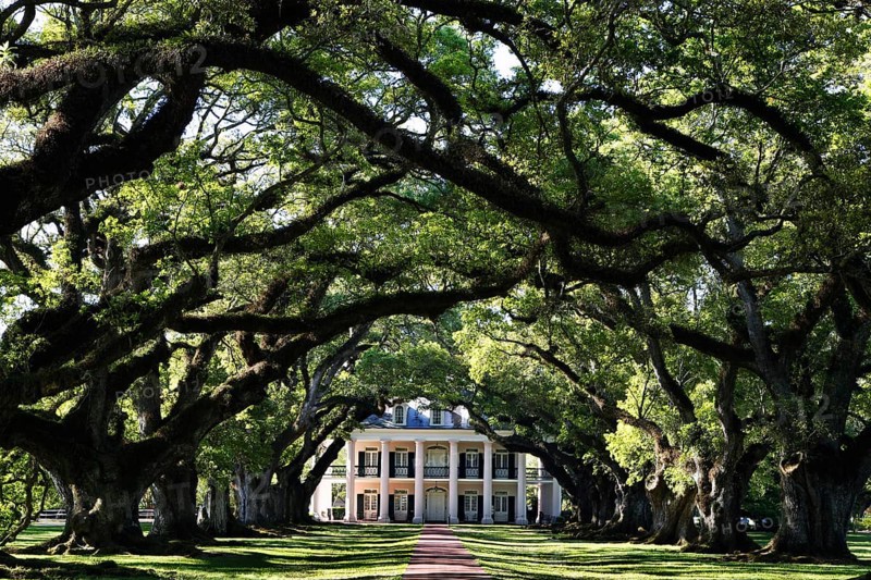 Oak alley leads to the main house of Oak Alley Plantation, Oak Alley Plantation, Louisiana, USA